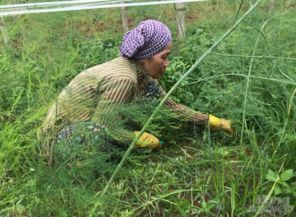 Măng tây xanh trên đất Trà Vinh