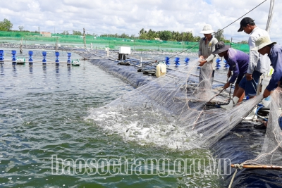 Sóc Trăng thắng lớn vụ tôm nuôi nước lợ năm 2020