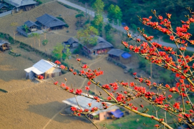 Mê mẩn ngắm hoa gạo rực đỏ núi rừng Hà Giang