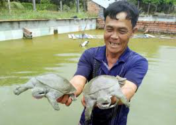 Thu bạc tỷ từ con “chân vịt, thịt gà, da trâu, đầu rắn”