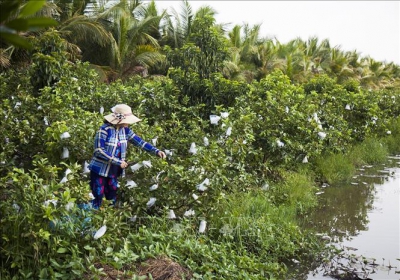 Chuyển đất lúa kém hiệu quả sang trồng ổi cho thu nhập cao