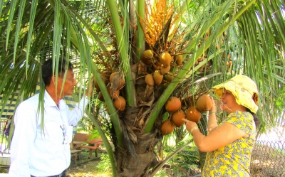 Làm giàu từ dừa xiêm đỏ