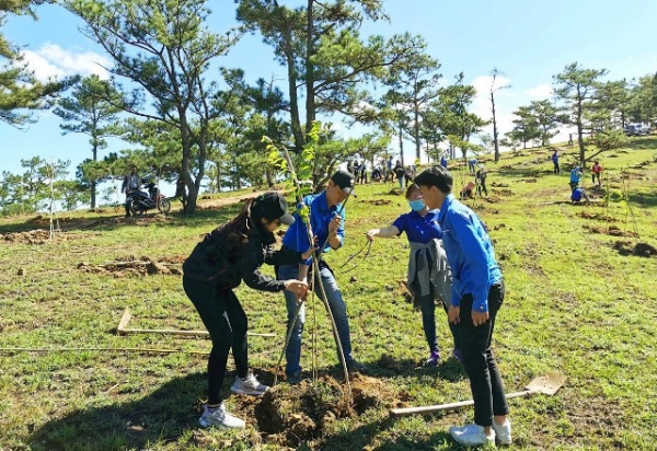 Thêm không gian hoa mai anh đào tại Đà Lạt