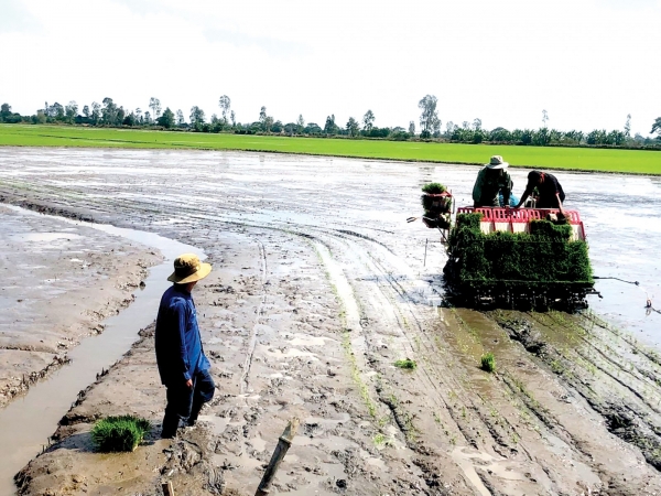 Giải pháp canh tác lúa thích ứng xâm nhập mặn tại ĐBSCL