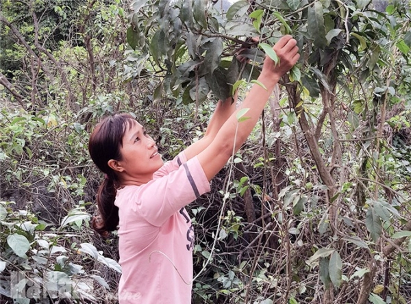 Trèo núi đá lởm chởm săn loài rau rừng nổi tiếng, bán 300 ngàn/kg