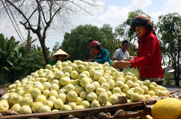 Nông dân U Minh Thượng trúng mùa dưa hoàng kim