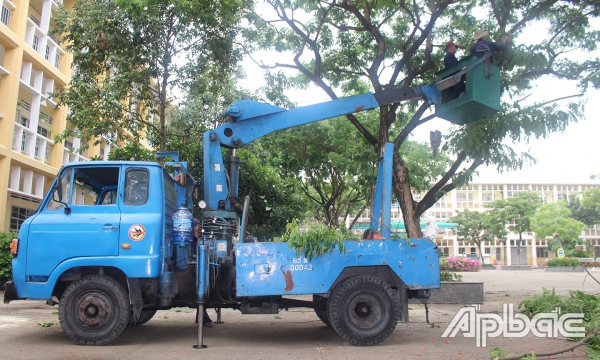 Để cùng &quot;chung sống&quot; an toàn với cây xanh