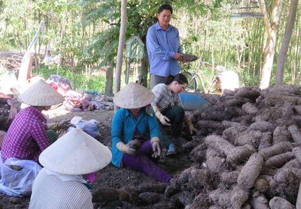 &#039;&#039;Hái ra tiền&#039;&#039; nhờ trồng khoai mỡ trên đất phèn