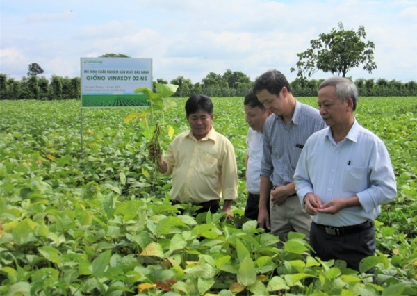 Triển vọng kinh tế cây đậu tương giống mới