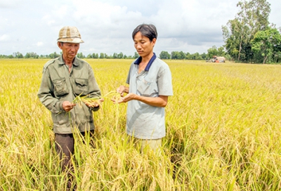 Phấn khởi lúa Thu đông đầu vụ