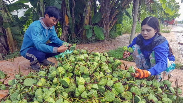 Sản lượng ít, giá gương sen tăng mạnh