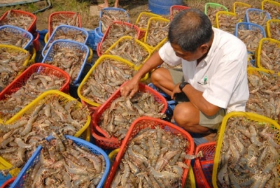 Thủy sản chính ngạch chưa bù được tiểu ngạch