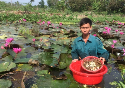 Mô hình nuôi ốc mới lạ