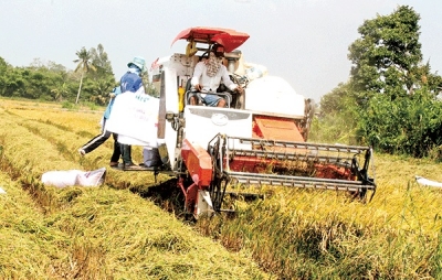 Phát huy lợi thế cánh đồng lớn ở vùng ÐBSCL