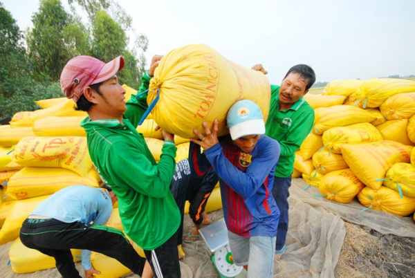 Nhọc nhằn hạt gạo thời hạn mặn