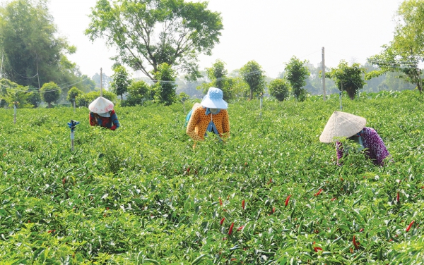 Khi nông sản an toàn vào bếp ăn tập thể