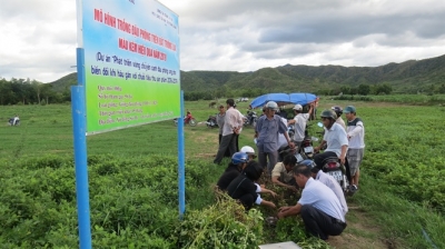 Những mô hình canh tác né hạn: Đậu phộng chinh phục đất lúa