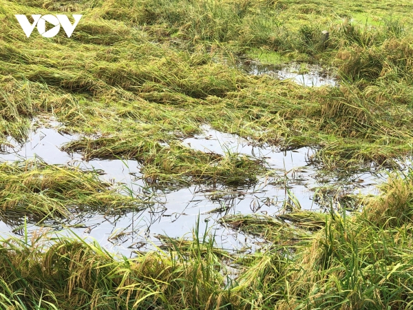 Hậu Giang: Người dân lao đao trong mưa bão, ngập nước