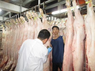 Giá heo hơi gần 100.000 đồng/kg, mức cao chưa từng có