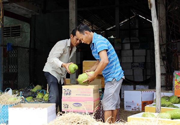 Mãng cầu xiêm đầu vụ giá cao