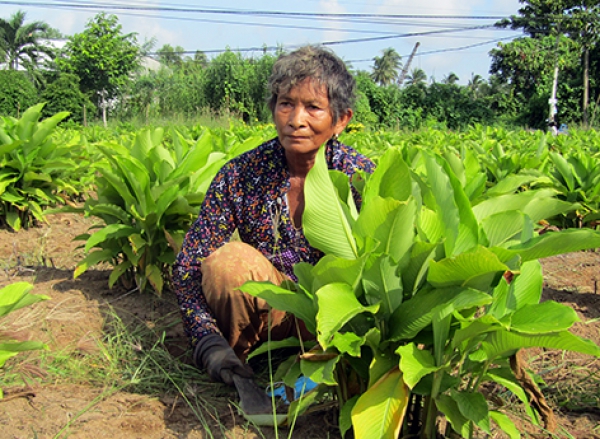 Khoai lùn - Trồng chơi nhưng ăn thiệt