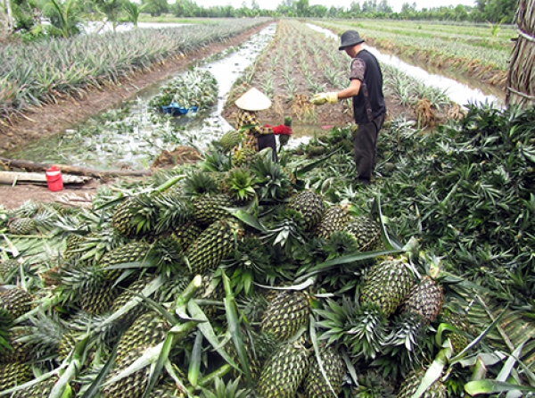 Khóm trái giảm, khóm giống lại tăng giá