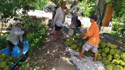 Sầu riêng Phong Điền đắt hàng!