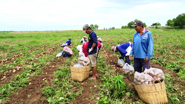 Sắn rớt giá, nông dân thua lỗ nặng