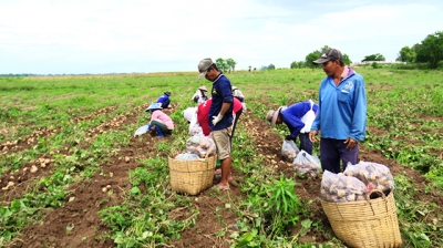 Sắn rớt giá, nông dân thua lỗ nặng