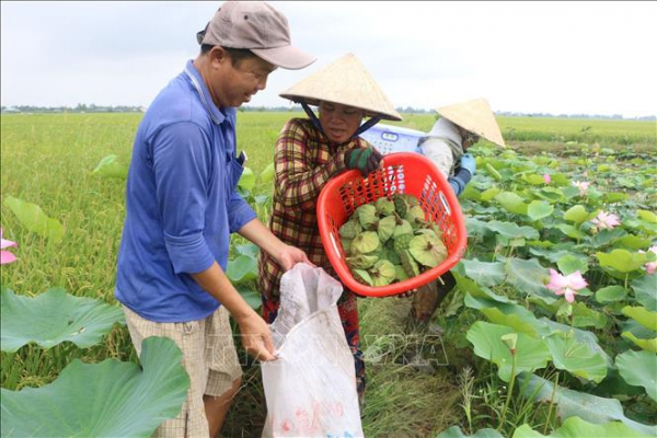 Tăng giá trị cho cây sen Đồng Tháp