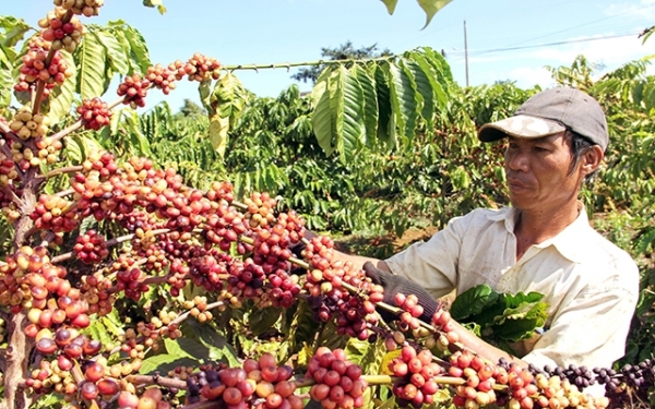 Tây Nguyên cải tạo diện tích cà-phê