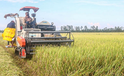 Cần Thơ thu hoạch hơn 20.660ha lúa thu đông