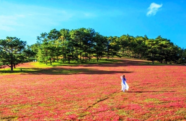 Mùa hội cỏ hồng trên cao nguyên Lang Biang