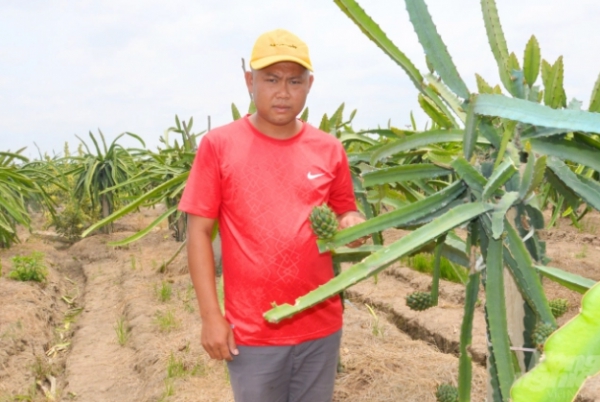 Trồng thử thanh long vỏ vàng