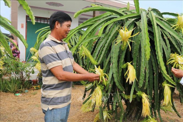 Vận chuyển nước ngọt &#039;giải khát&#039; cho trên 15.000 ha vườn cây ăn quả đặc sản