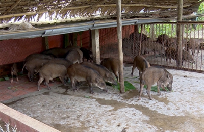 Tăng thu nhập nhờ nuôi heo rừng lai