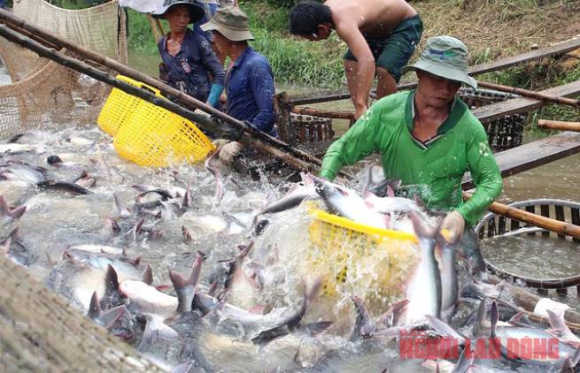 Nỗ lực đưa ng&agrave;nh c&aacute; tra ph&aacute;t triển mạnh trở lại