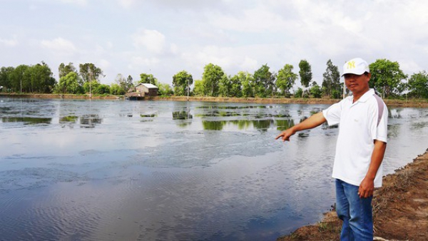 Nuôi tôm tự phát gây thiệt hại đất lúa ở Kiên Giang