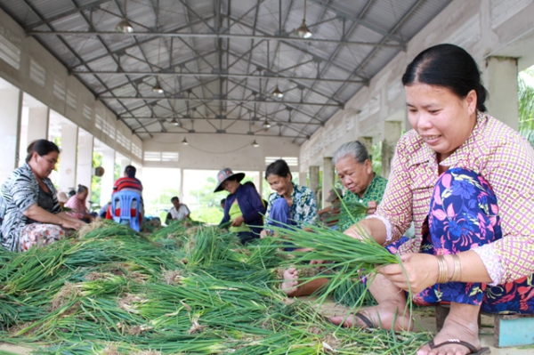 Mùa nước nổi, người trồng hoa màu thu lãi cao