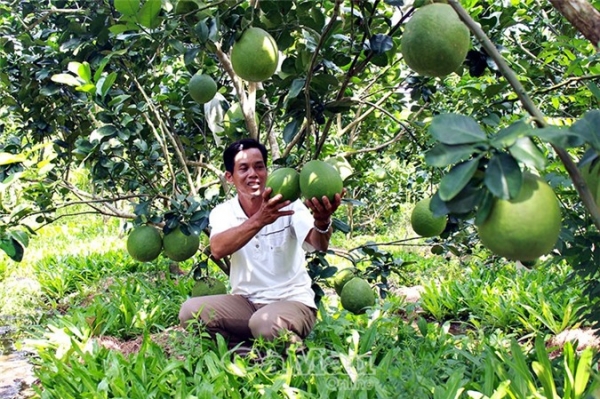 Cà Mau: Đất phèn mặn trồng bưởi da xanh trái to hơn mặt người