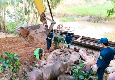 Đồng Tháp: Liên tục bắt giữ heo lậu qua biên giới