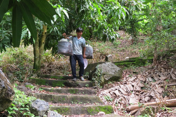 Xoài rớt giá, khó tiêu thụ, nông dân gặp khó