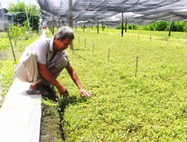 Xà lách xoong giá tăng từng ngày