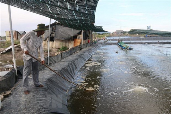 Không để phát triển tràn lan diện tích nuôi tôm sú vùng Đồng Tháp Mười