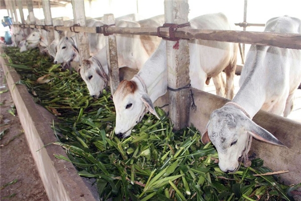 Chuyện lạ An Giang: Bò &quot;lên ngôi&quot;, dân cho bò uống nước tăng lực