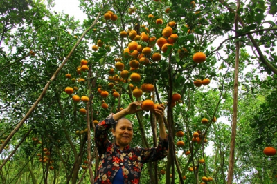 Triển khai nhiều giải pháp khôi phục diện tích cây có múi