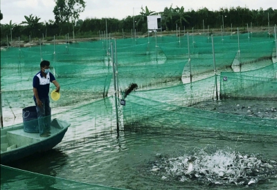 Sản xuất nông nghiệp theo tiêu chuẩn, đảm bảo an toàn vệ sinh thực phẩm