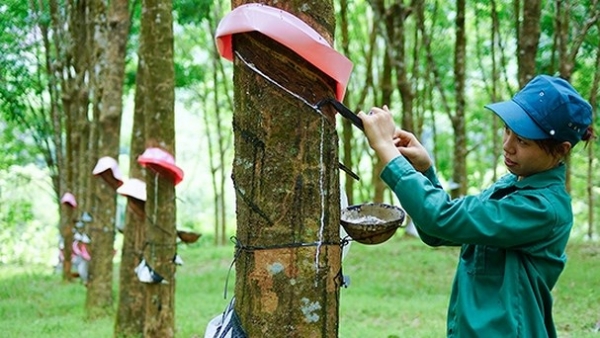 Vốn hoá 58 nghìn tỷ đồng, cổ phiếu “ông lớn” Cao su Việt Nam có đổi vận trên sàn HoSE?