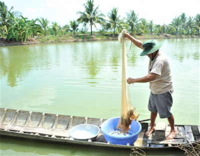 Phát triển mô hình canh tác lúa - tôm