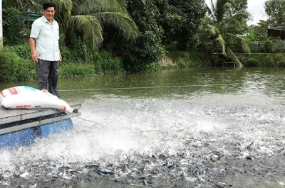 Nuôi thủy sản theo tiêu chuẩn, đáp ứng yêu cầu thị trường